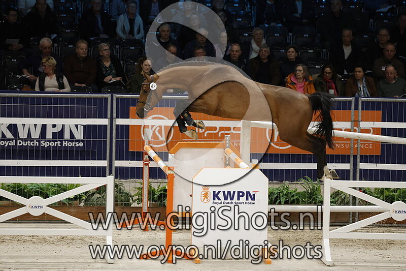 Ravello Van De Hagenhorst v. Dourkhan Hero Z  - 057