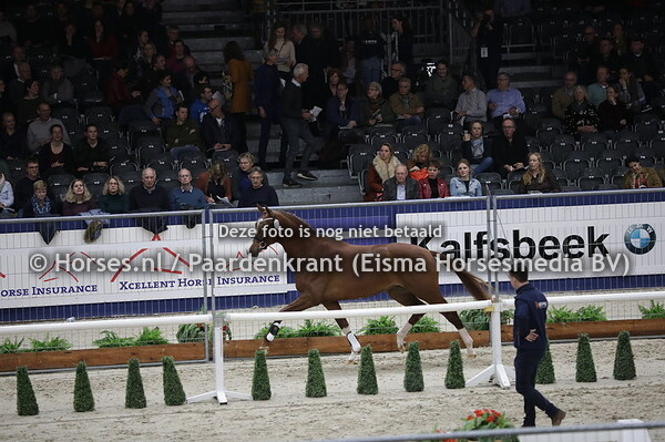 517 Montgomery C (Johnson x Vinea M v. Ferro)