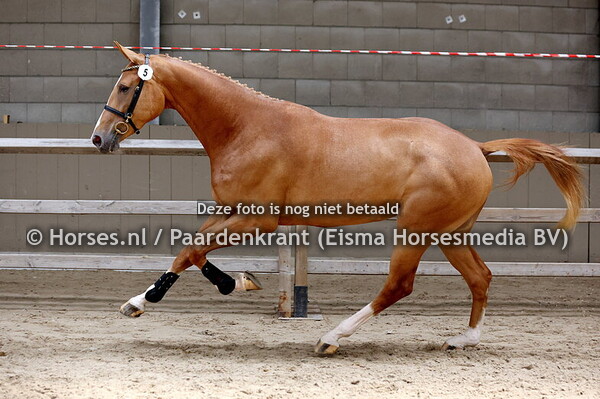 5 Sanni Louise (Lambada Shake x Manni Louise v. High Shutterfly)