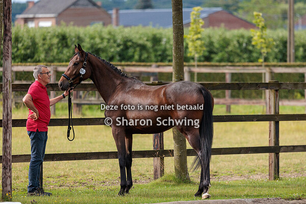 Merries 2 jarigen Dressuur