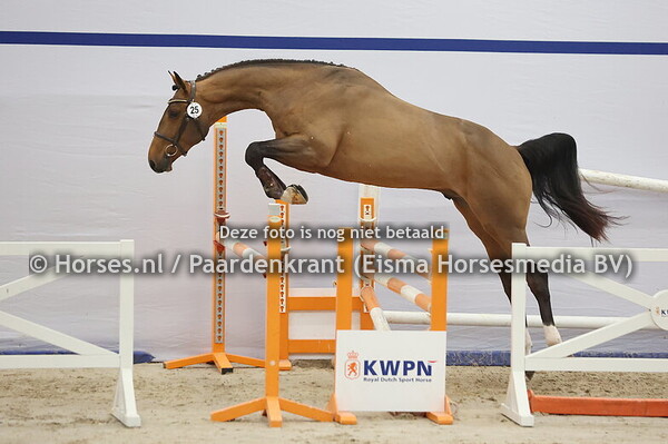 25 (Chacco Blue x Toulouse)