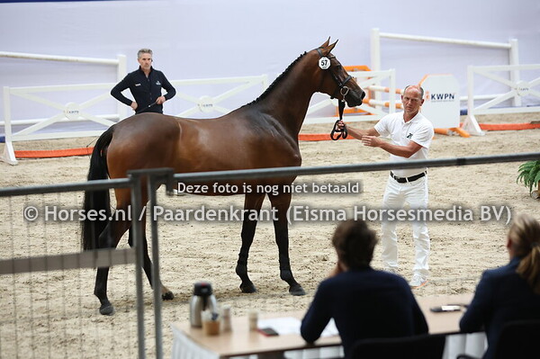 57 Sachery VDL (Balou du Reventon x Becherry)