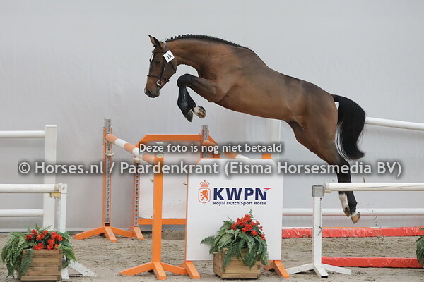 18 Nightrider (Balou du Rouet x Eva-Dine v. Glennridge)