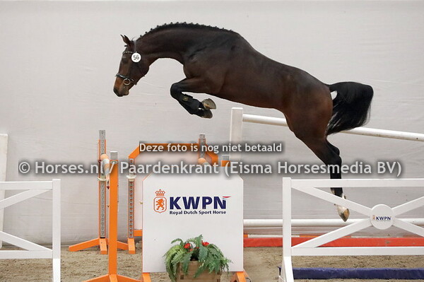 56 Oswin (Contendro II x Ganita v. Lancelot)