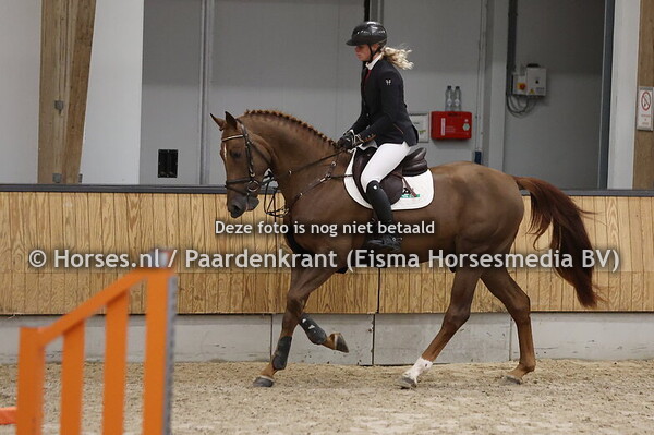 3 Sambal (Carrera DL x Baltic VDL)