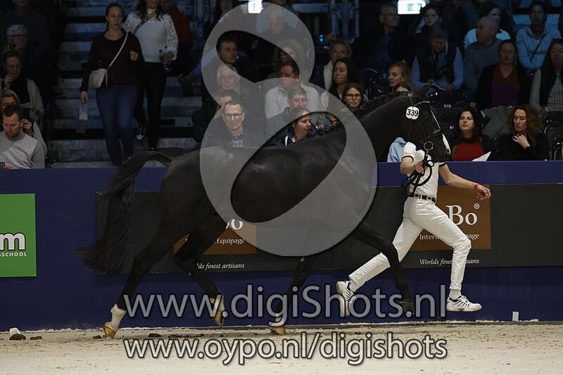 Dream Dynasty Tf v. Dynamic Dream - 339