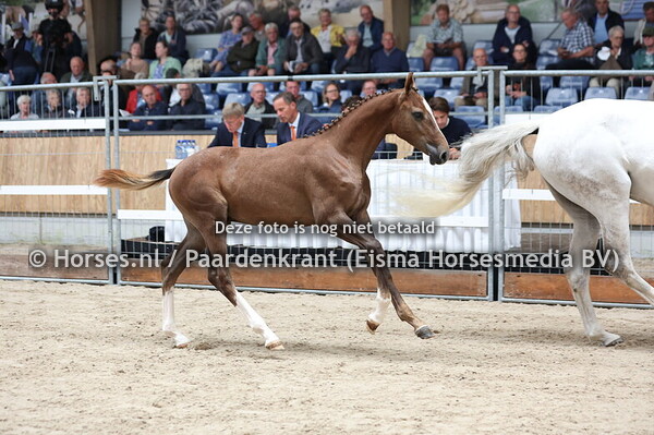 1 Vittorio W (Comthago x Gunanita v. Corland)