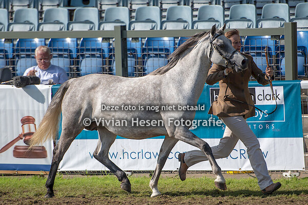 Senior Broodmares Section B