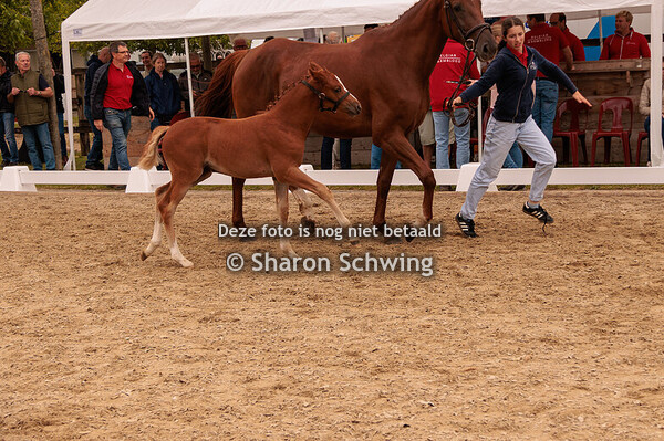 Veulens BRP grote maat Vrouwelijk