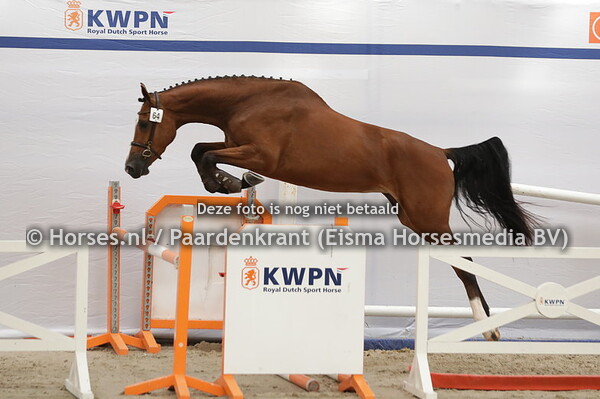 64 Prasolinn (Gullit HBC x Linn v. Glenfiddich