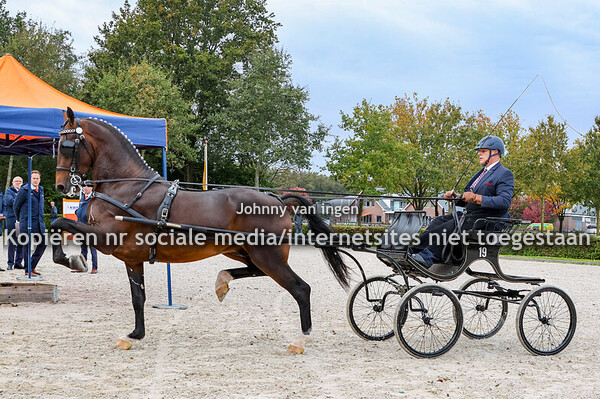 Tussen beoordeling tuigpaard hengsten 2024