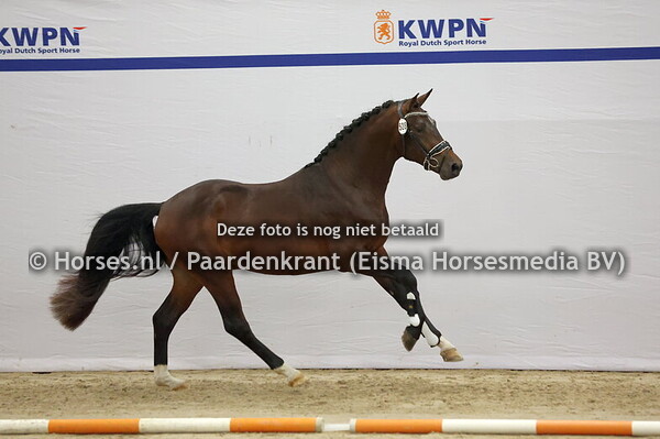 528 (Vaderland x Bordeaux)