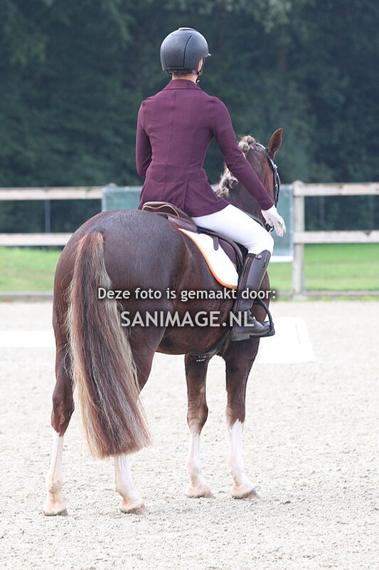 Nationale Welsh Sportdag 23-09-2023 Dressuur Ring 2/3/4 (9.00-12.00 uur)