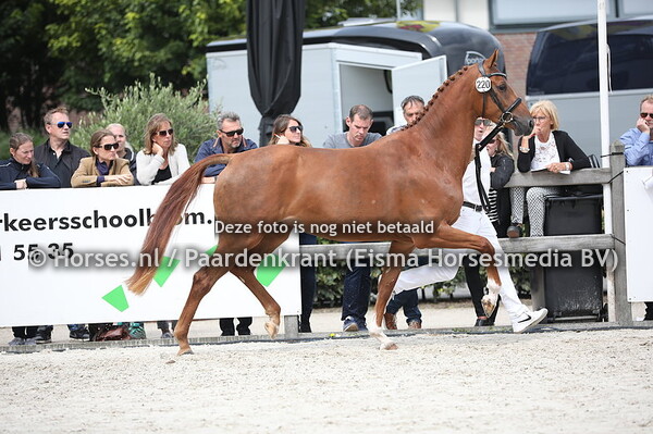 220 Linola M (Rousseau x Winola v. Flemmingh)