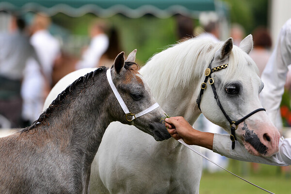 Regionale Keuring Heteren