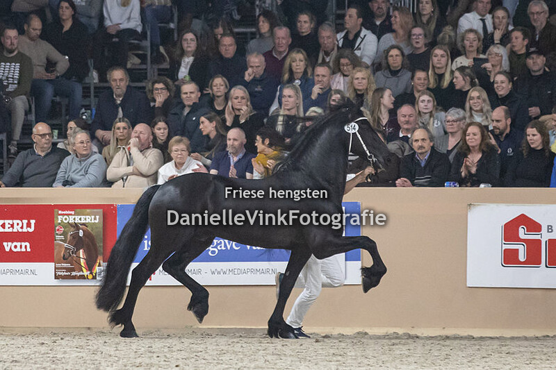 Hengstenkeuring 2023 Auwert 514