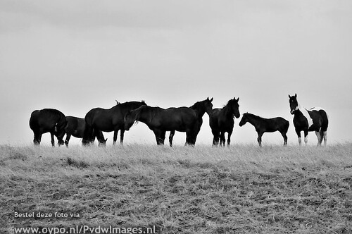Waddenzee
