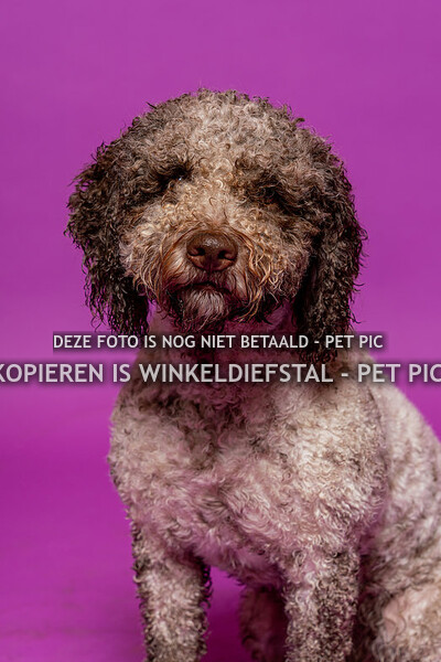 hond 13