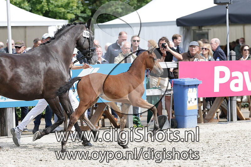 Visa Versa v.  O Toto van de Wimphof