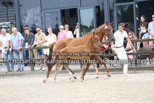 77 Vincenza (Nalegro x Guleida v. Uphill)