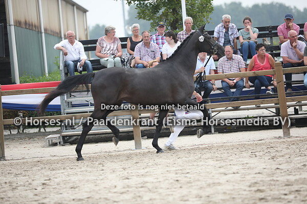 150 Lady VDK (Glamourdale x esther v. Carthino)