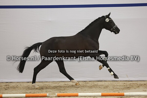 324 (Dream Boy x Totilas)