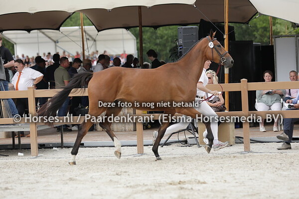 41 Pfilithya (Cape Coral  RBF x Ifilithya v. Quasimodo vd M)