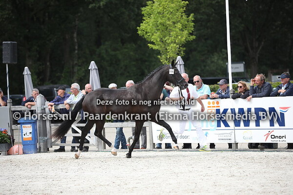 196 Larissa Galaxie x Franciska v. Gribaldi)