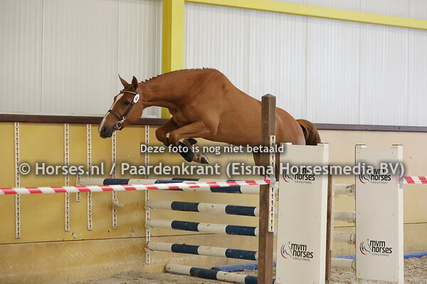 4 Papillon DDH (Kasper DDH x Quiwi Capitola)