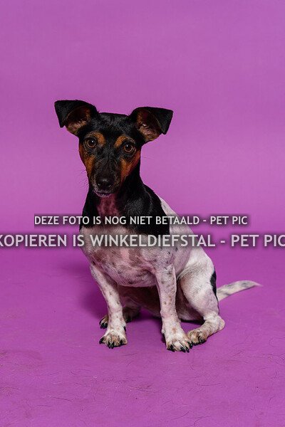 hond 06