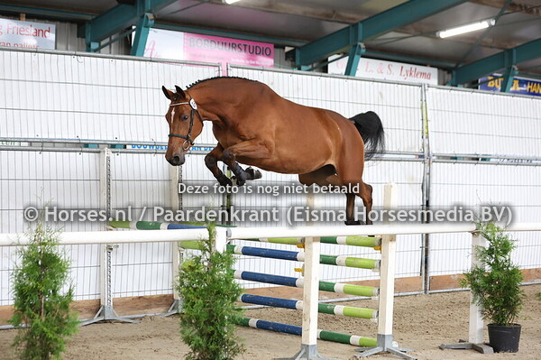 66 Cavanook VDL (Chatinue x Newook VDL v. Arezzo)