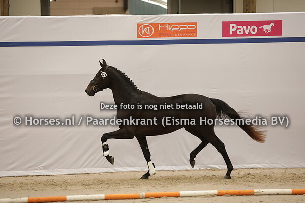 371 Roberto (Furst Dior x Livia v. Love for You)