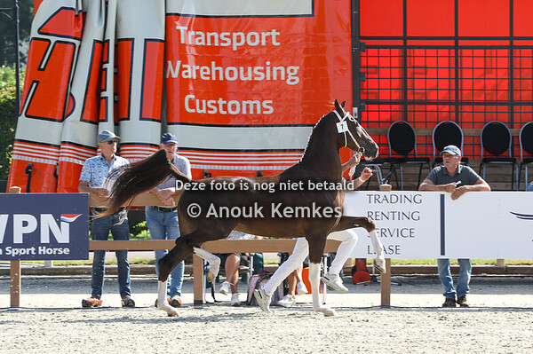 NMK 2 Jarige merries 