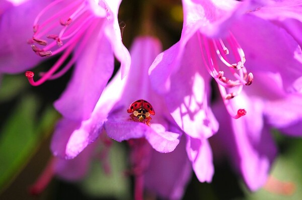 Uitbundige Rododendrons