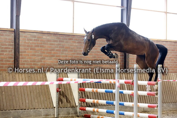 18 Scratch DG (Etoulon x Cerlin e v. Colandreo)