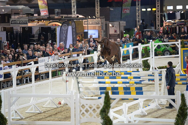 JM18 -DO- Vrijspringen 2YO