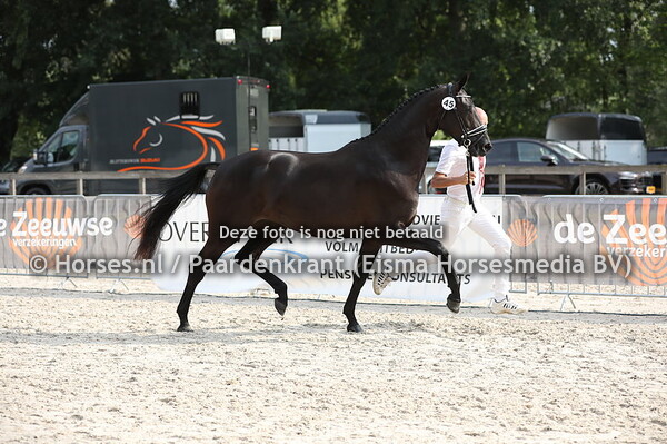 45 Lady Blackstar (Grand Galaxy Win x Zinzy v. Gribaldi)