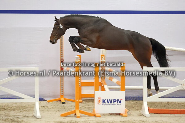 62 (Diarado x Dakar VDL)