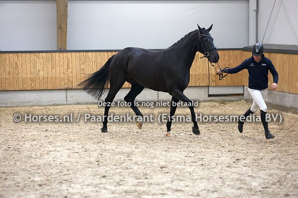 29 Royal Avette (Lowlands x Laidy Avette v. Daily Diamonds)