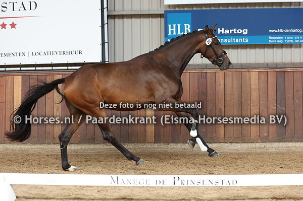 22 Summer Out Chick DMB (My BH Santiano x Lambrusca v. Ferdeaux)