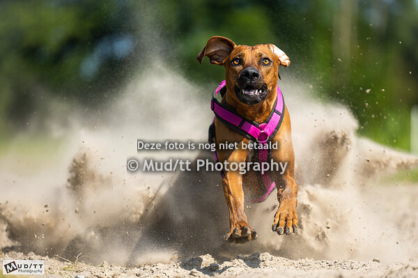 RRCN Coursing Jubbega 2023 