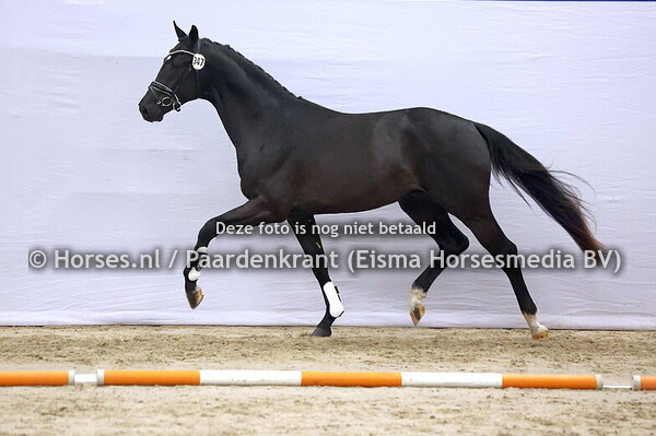 347 (Expectation x Westpoint)