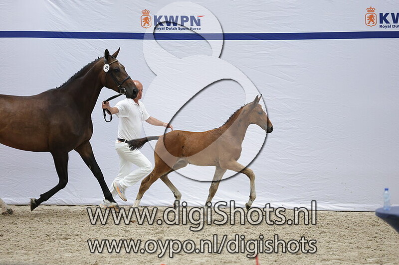 Vidra VDL v. Arezzo VDL