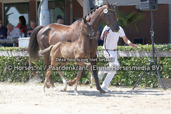 94 Vyrowaard (Proud James x Irish Waard v. Florencio)
