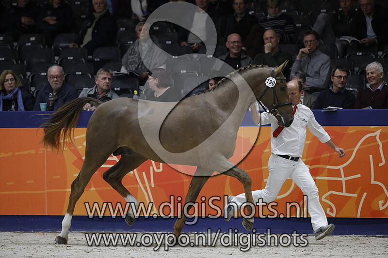 Mojito van de Laren Z 190