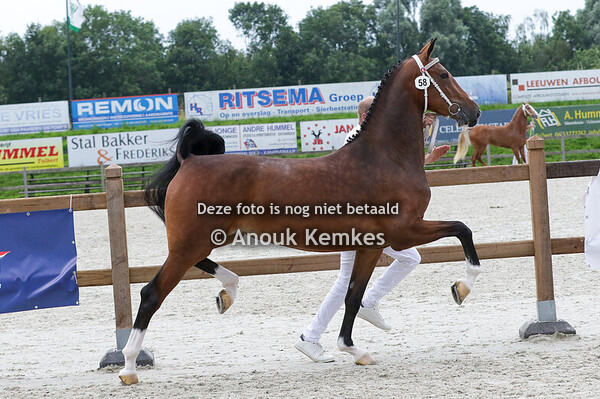 058 - RELISE LEXINGTON X ATLEET H. LASSCHE, ROUVEEN
