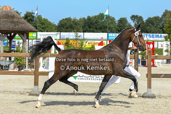 Rilly ( Icellie x Manno ) 