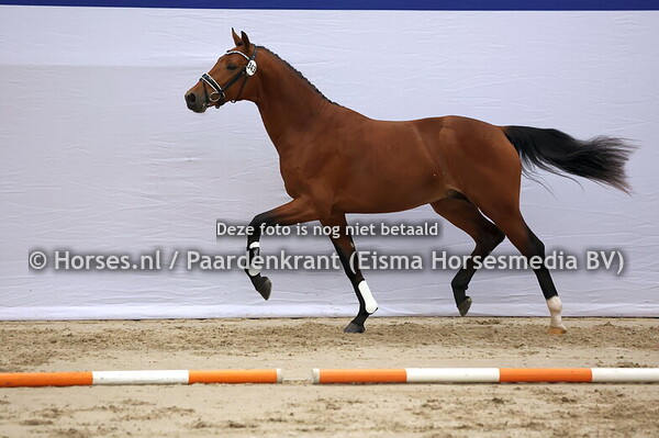 343 (Escolar x Franklin)