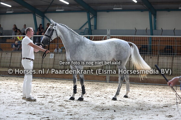 42 Stella VDL (Cardento x Donnatella v. Toulon)