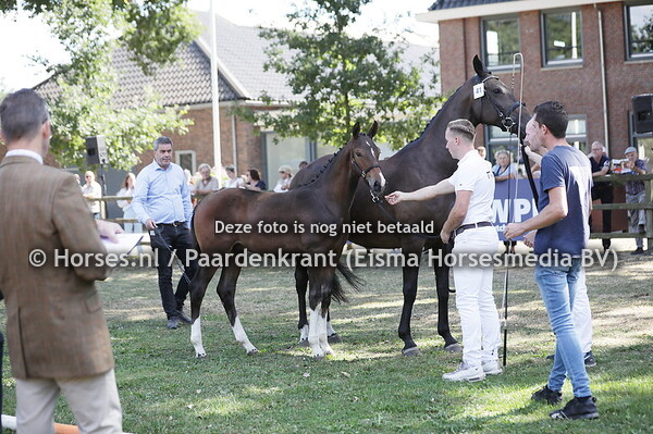 41 Saint (Nacho x Voice)